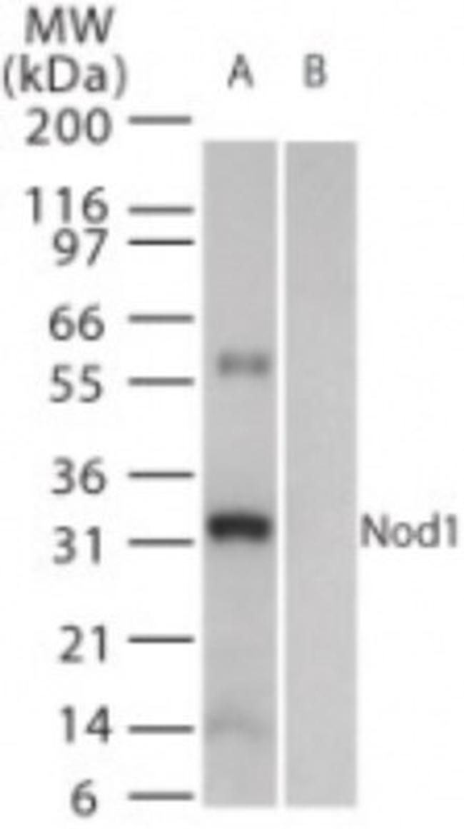 NOD1 Antibody in Western Blot (WB)