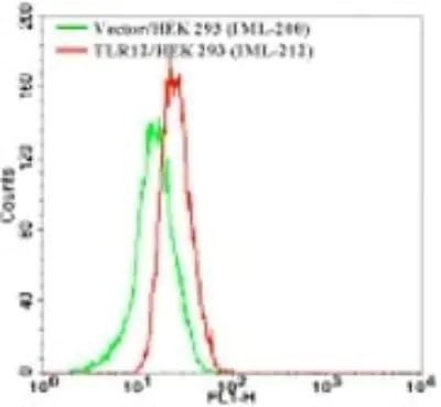 TLR12 Antibody in Flow Cytometry (Flow)