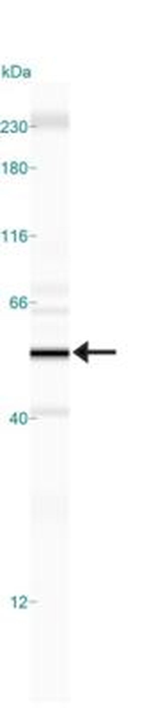 HDAC3 Antibody in Western Blot (WB)