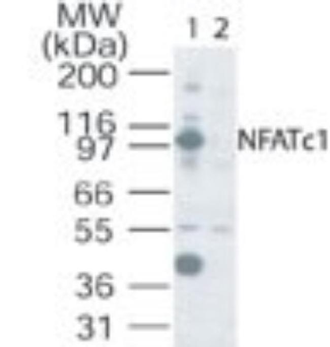 NFATC1 Antibody in Western Blot (WB)