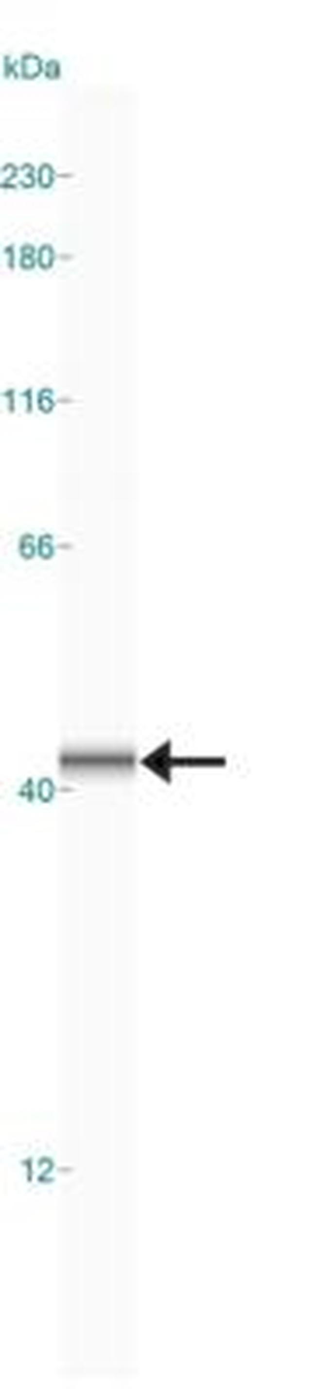 NFATC1 Antibody in Western Blot (WB)