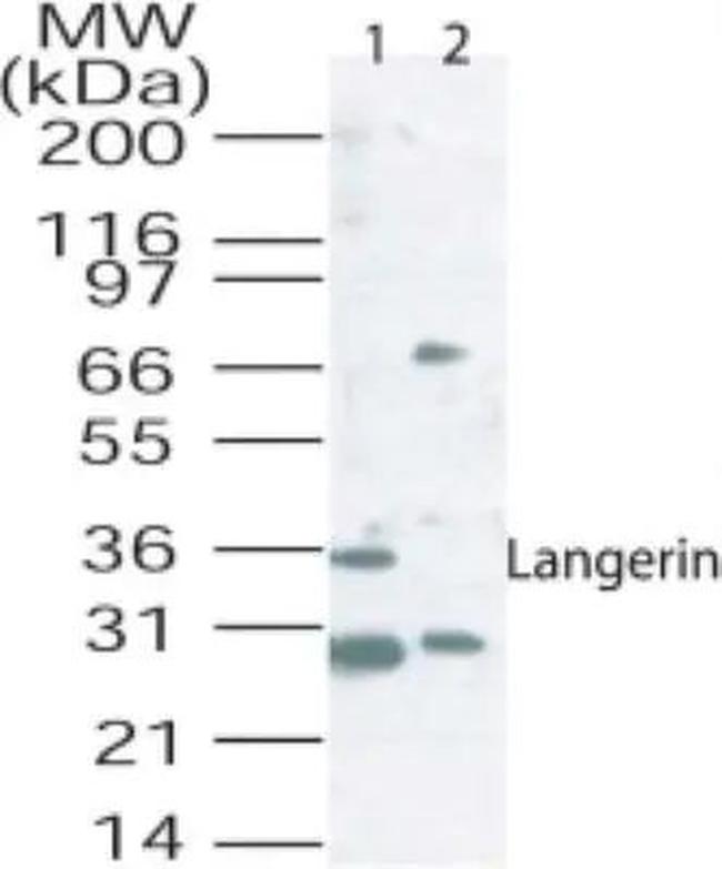 Langerin Antibody in Western Blot (WB)