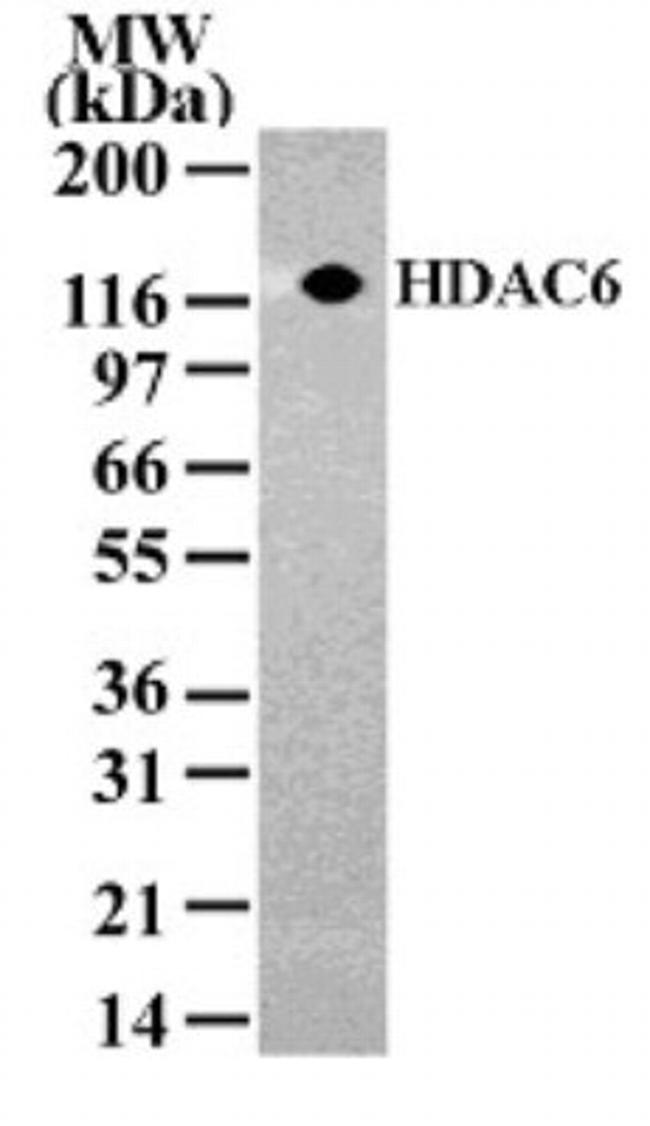 HDAC6 Antibody in Western Blot (WB)