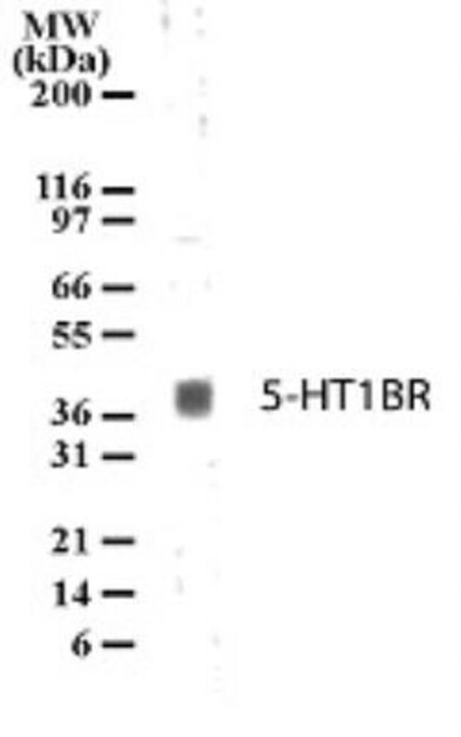 HTR1B Antibody in Western Blot (WB)