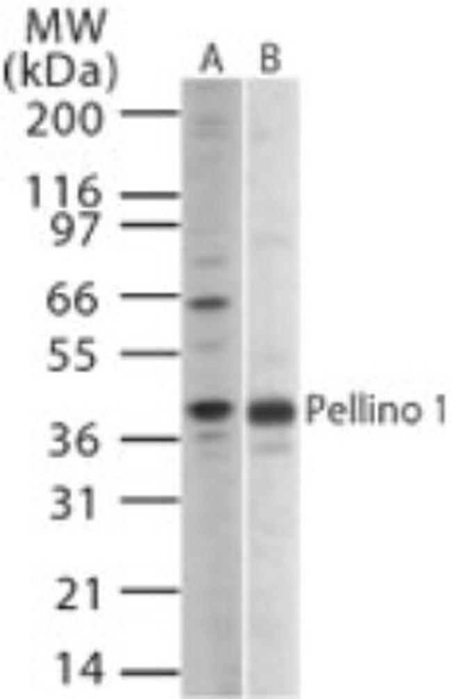 Pellino 1 Antibody in Western Blot (WB)