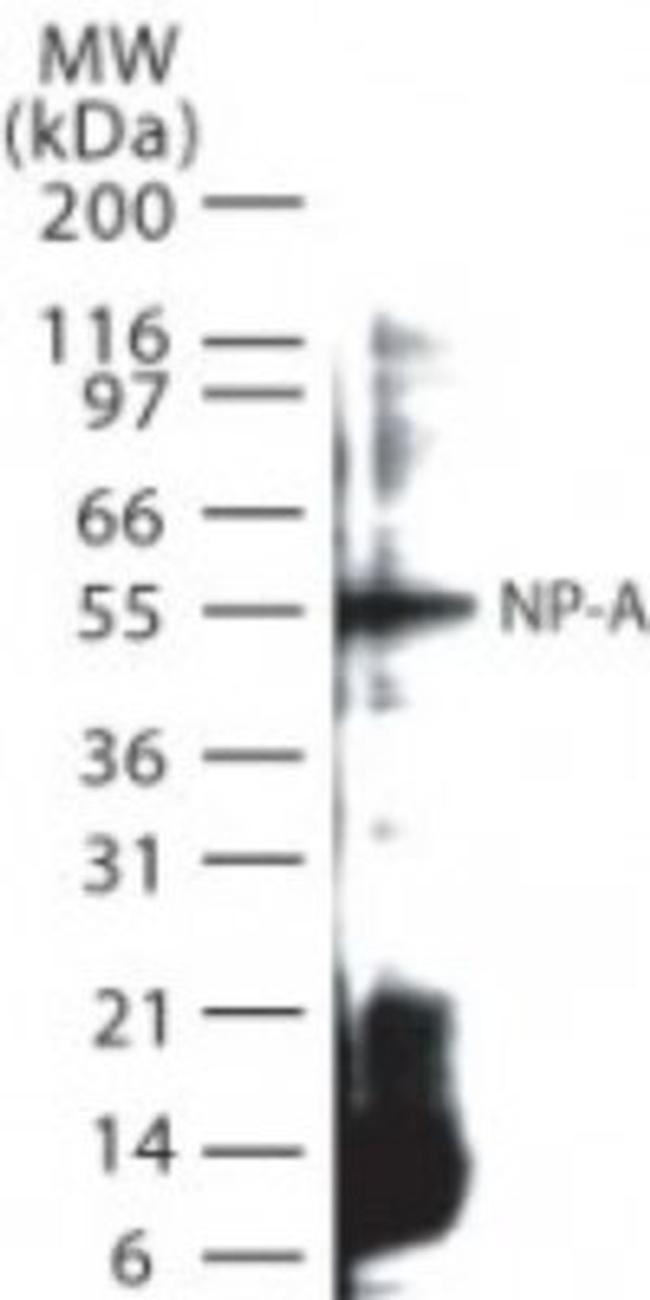 Influenza A NP Antibody in Western Blot (WB)