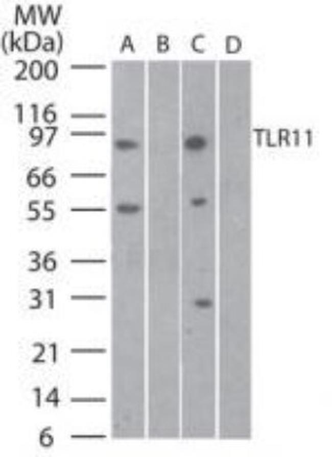 TLR11 Antibody in Western Blot (WB)