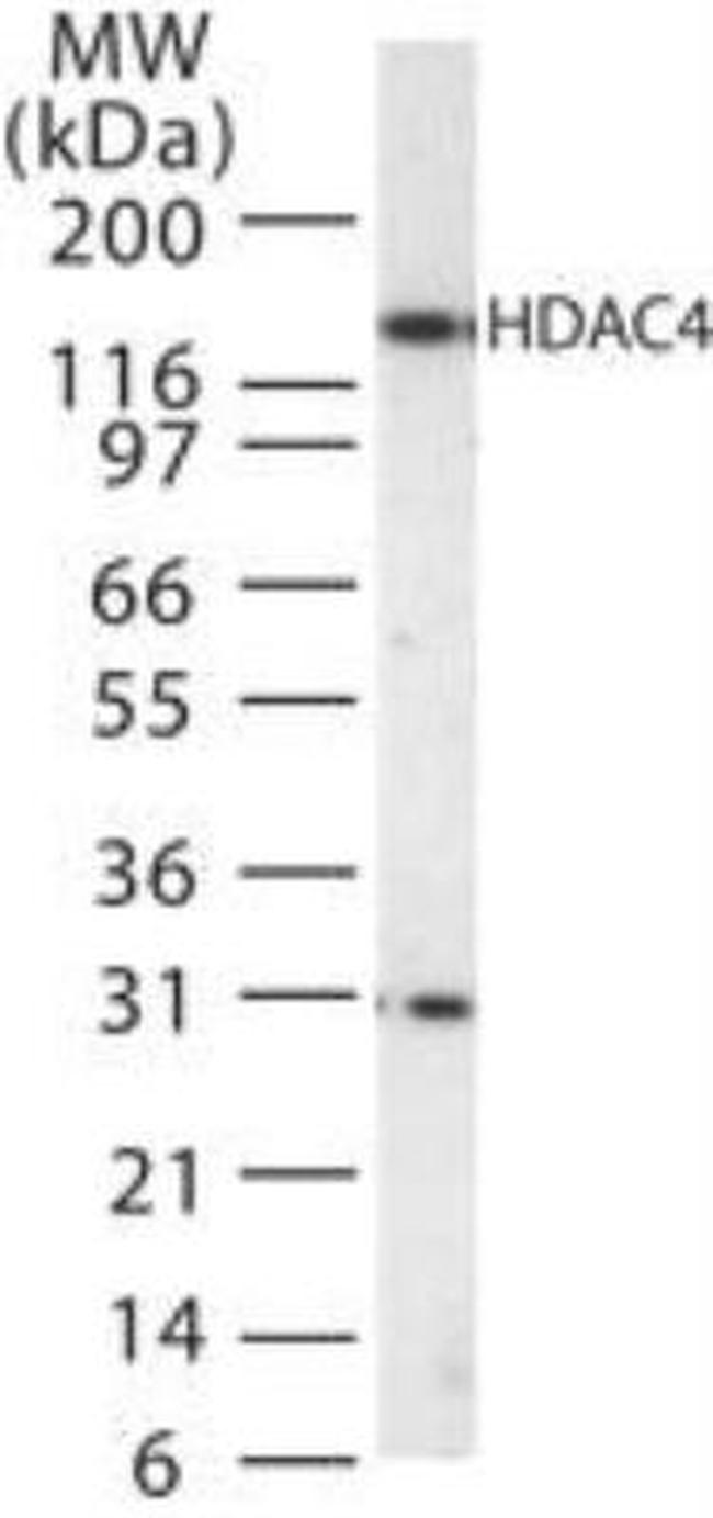 HDAC4 Antibody in Western Blot (WB)