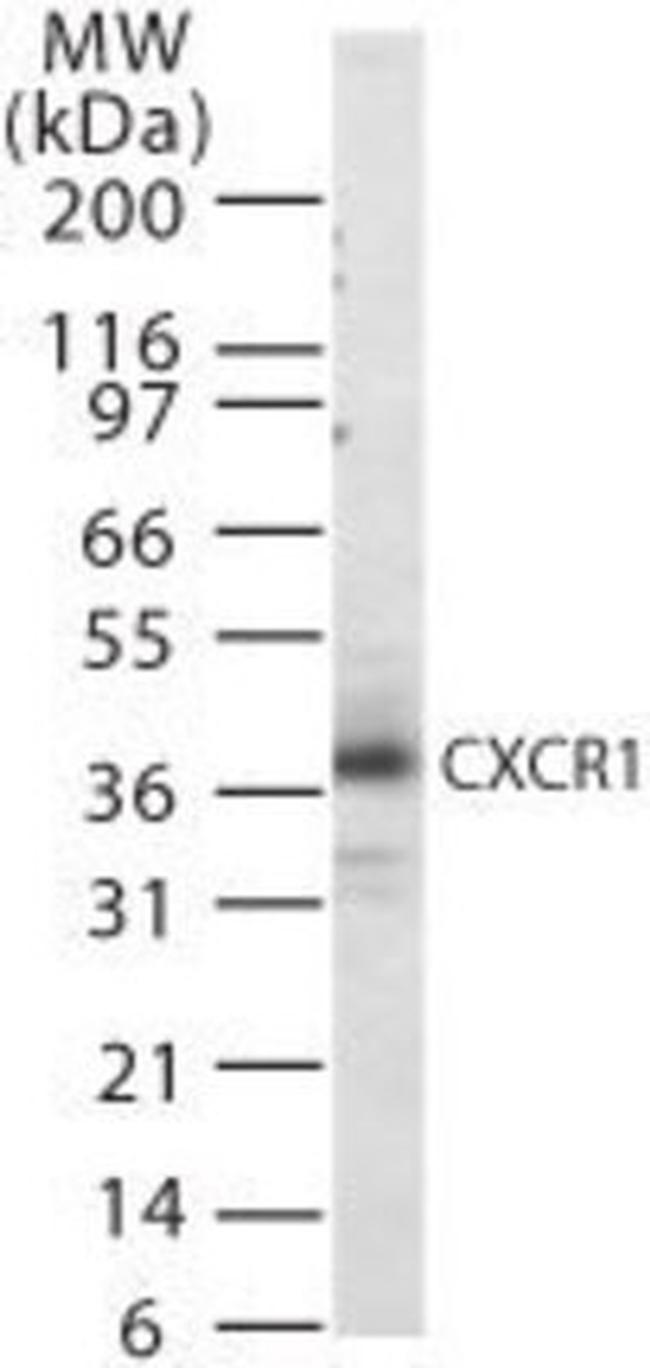 CXCR1 Antibody in Western Blot (WB)