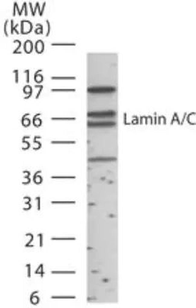 Lamin A/C Antibody in Western Blot (WB)