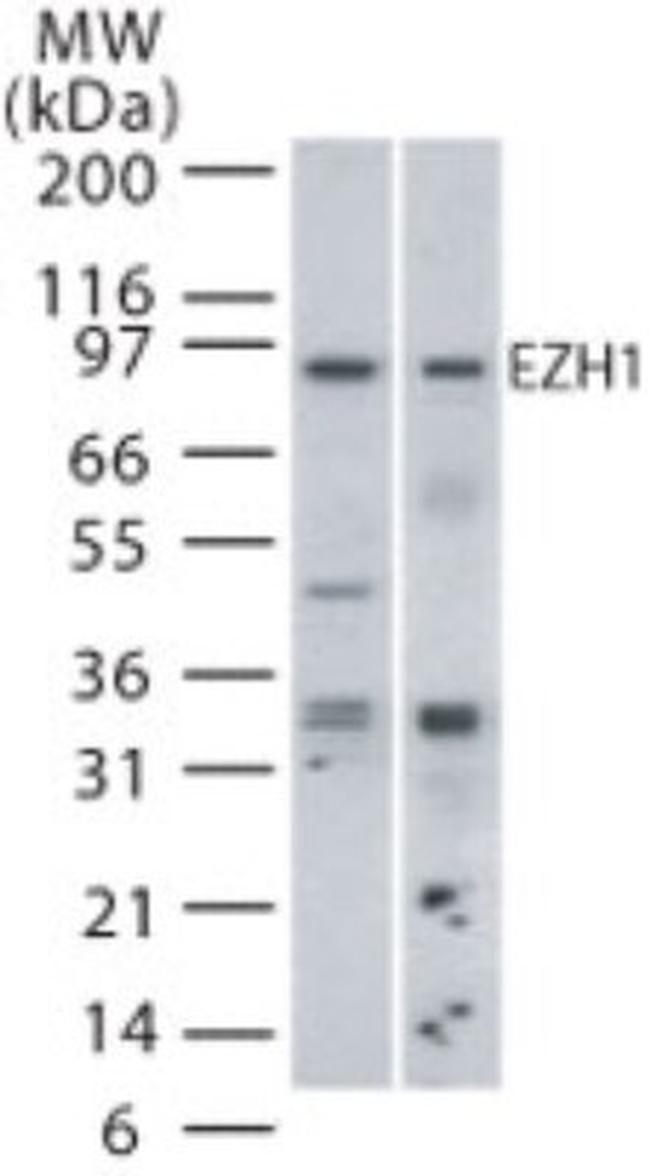 EZH1 Antibody in Western Blot (WB)