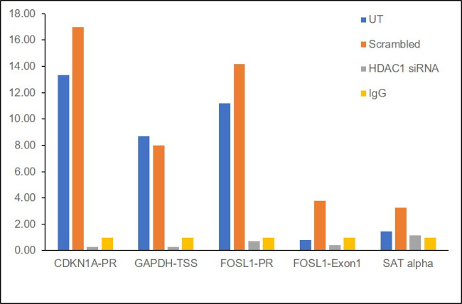 HDAC1 Antibody in ChIP Assay (ChIP)