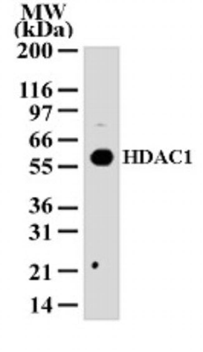 HDAC1 Antibody in Western Blot (WB)