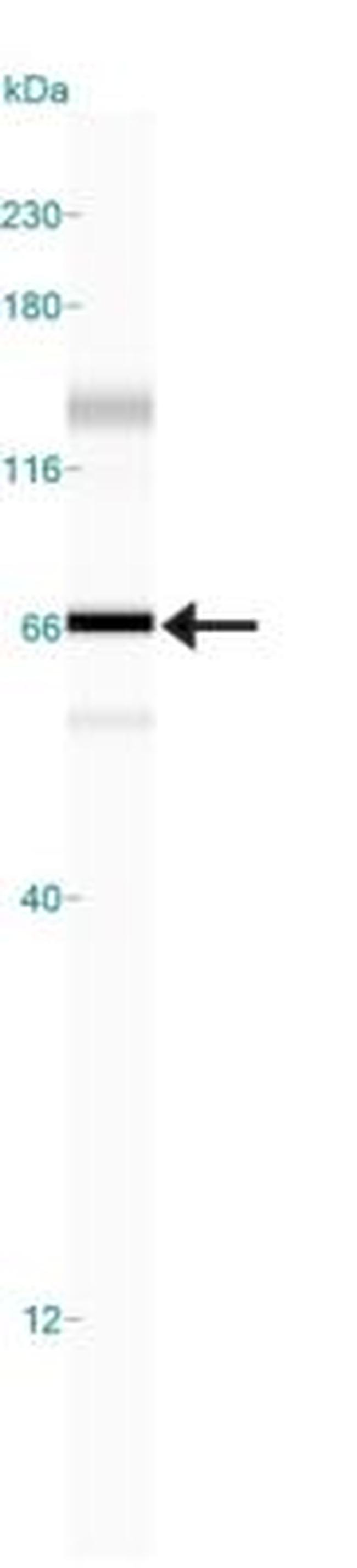 HDAC1 Antibody in Western Blot (WB)