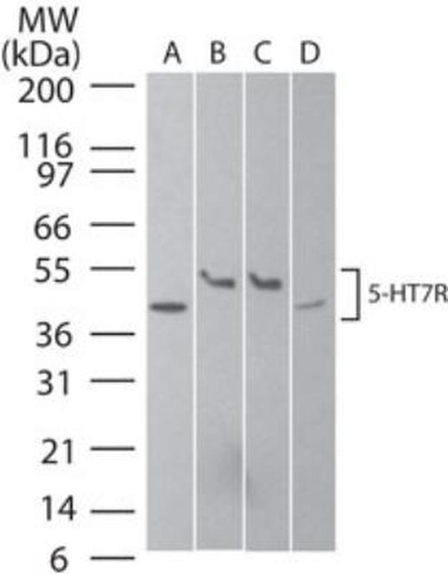 HTR7 Antibody in Western Blot (WB)