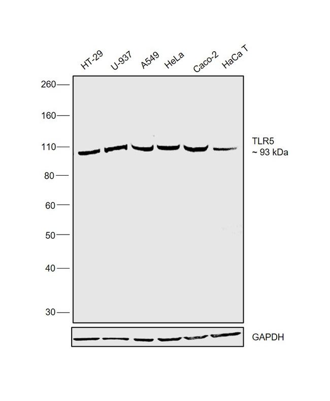 TLR5 Antibody in Western Blot (WB)