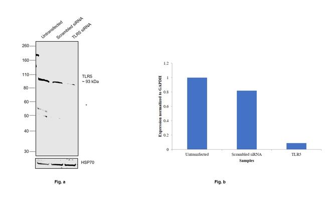 TLR5 Antibody in Western Blot (WB)