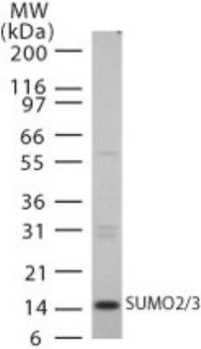 SUMO2/SUMO3 Antibody in Western Blot (WB)