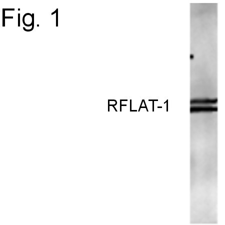 RFLAT-1 Antibody in Western Blot (WB)