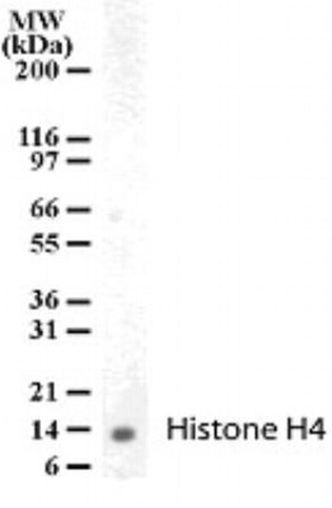 Histone H4 Antibody in Western Blot (WB)