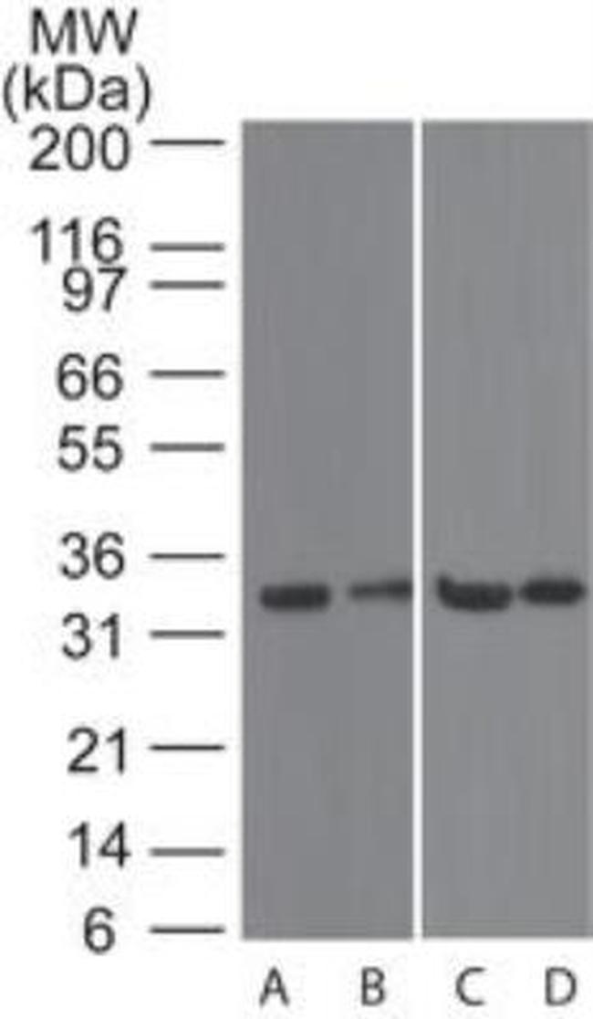 CD267 (TACI) Antibody in Western Blot (WB)