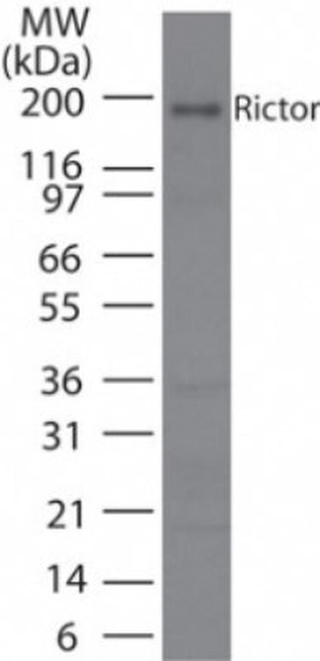 RICTOR Antibody in Western Blot (WB)