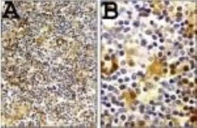 Caspase 1 Antibody in Immunohistochemistry (Paraffin) (IHC (P))