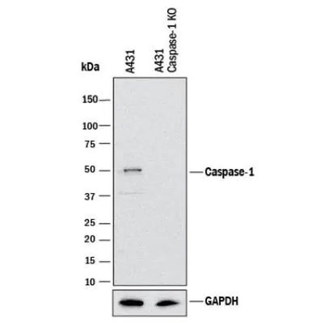 Caspase 1 Antibody in Western Blot (WB)