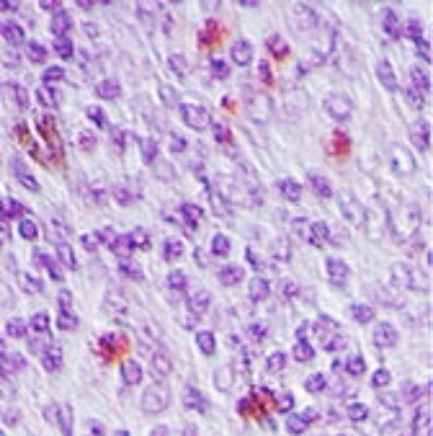 SENP2 Antibody in Immunohistochemistry (Paraffin) (IHC (P))