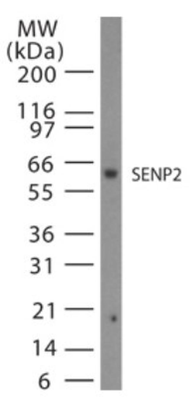 SENP2 Antibody in Western Blot (WB)