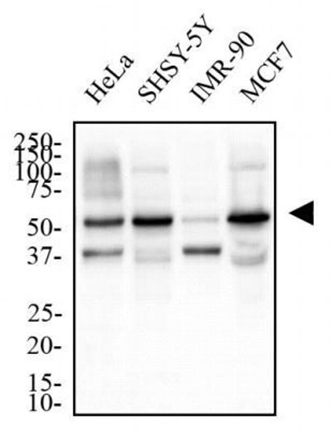 RAP1 Antibody in Western Blot (WB)