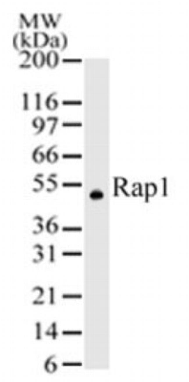 RAP1 Antibody in Western Blot (WB)