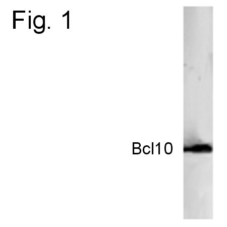 Bcl-10 Antibody in Western Blot (WB)