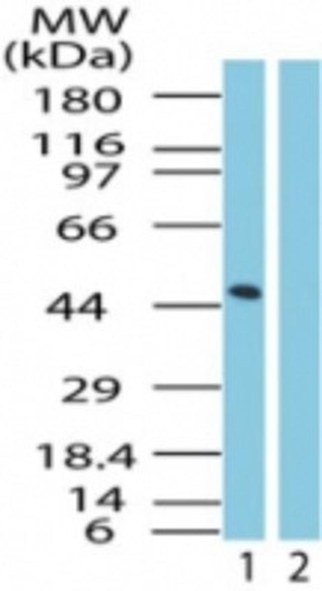 GPR83 Antibody in Western Blot (WB)