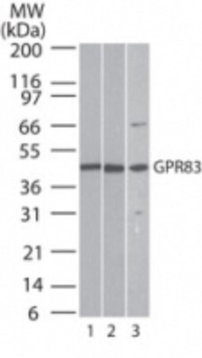 GPR83 Antibody in Western Blot (WB)