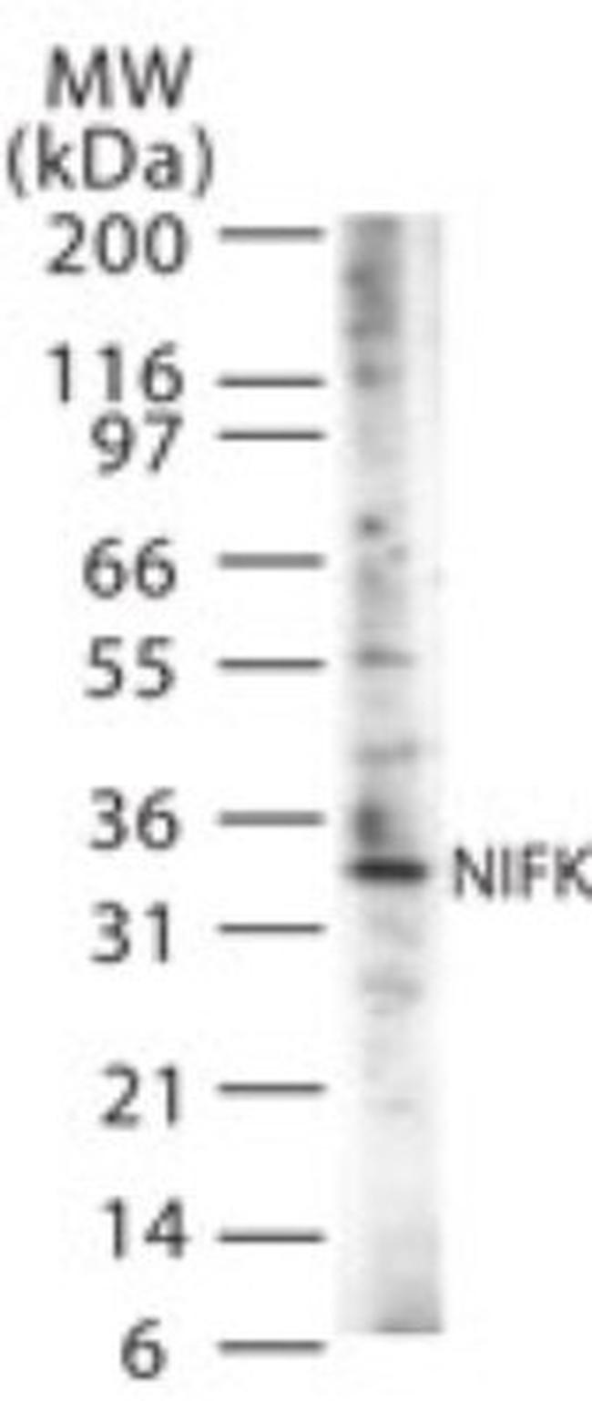 NIFK Antibody in Western Blot (WB)