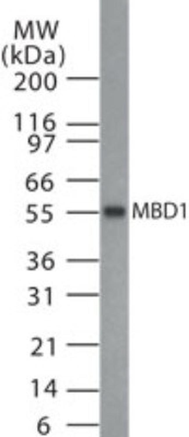 MBD1 Antibody in Western Blot (WB)