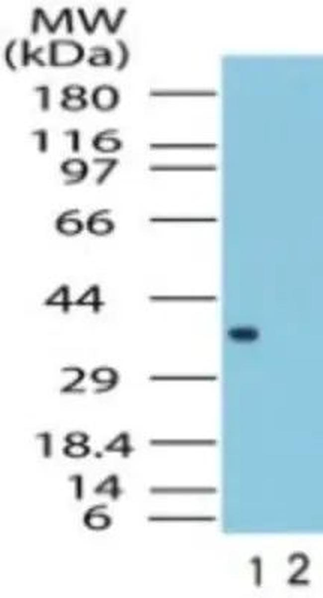 FPR1 Antibody in Western Blot (WB)