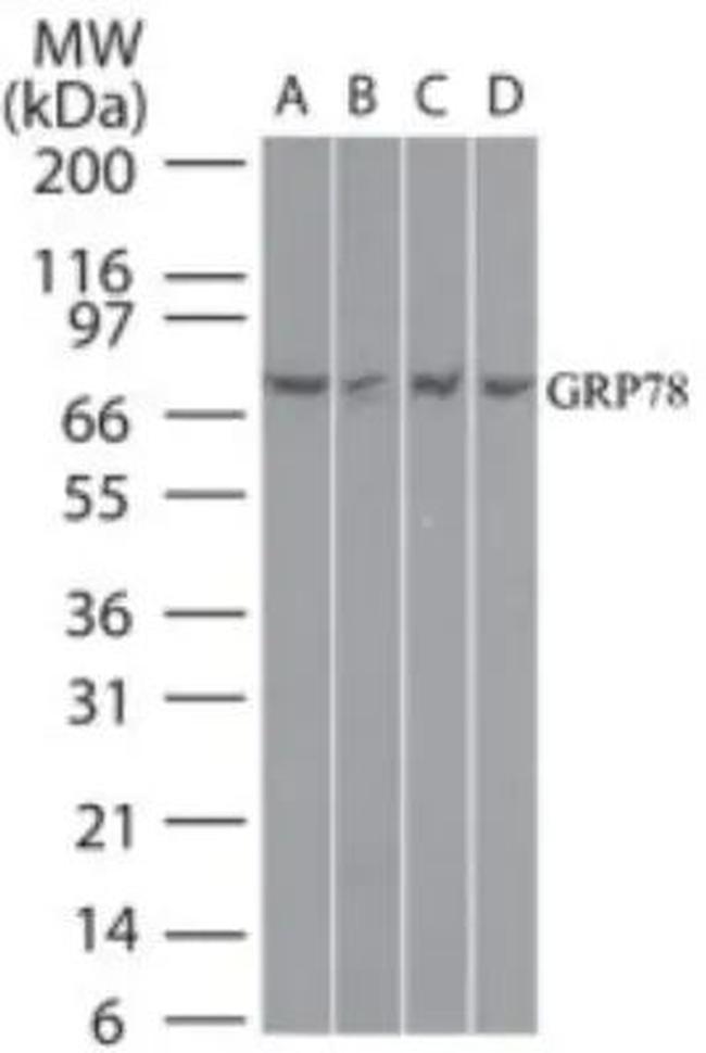 GRP78 Antibody in Western Blot (WB)