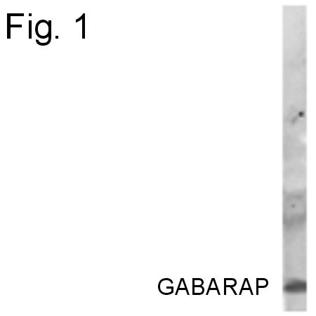 GABARAP Antibody in Western Blot (WB)