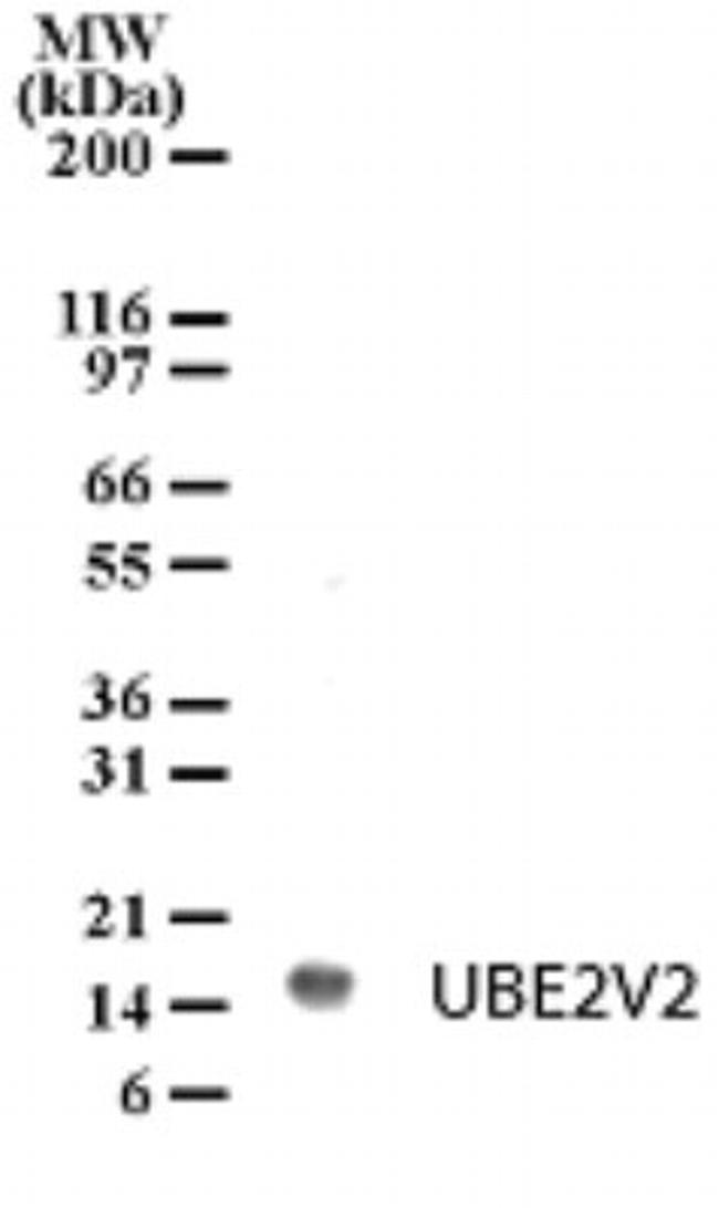 UBE2V2 Antibody in Western Blot (WB)