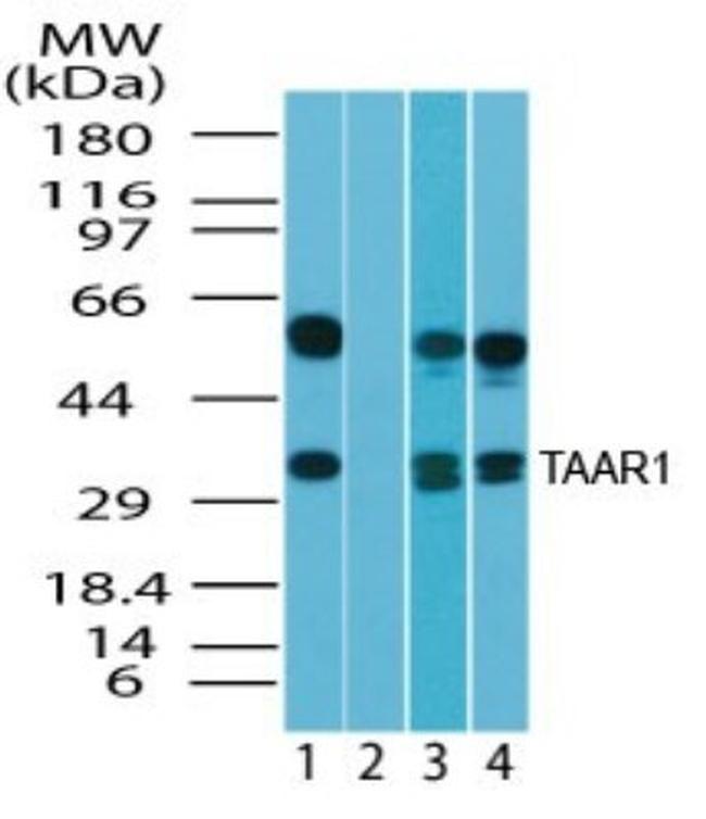 TAAR1 Antibody in Western Blot (WB)