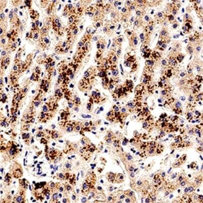 SMAD7 Antibody in Immunohistochemistry (Paraffin) (IHC (P))