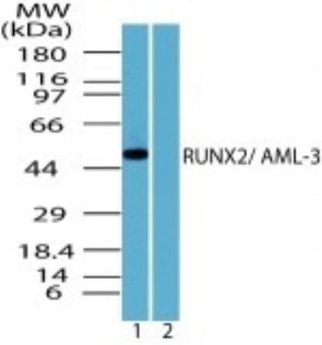RUNX2 Antibody in Western Blot (WB)