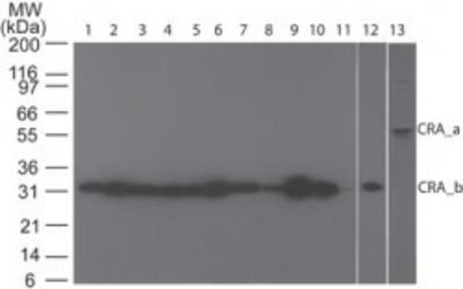 RIP3 Antibody in Western Blot (WB)