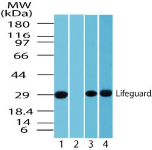 LFG Antibody in Western Blot (WB)