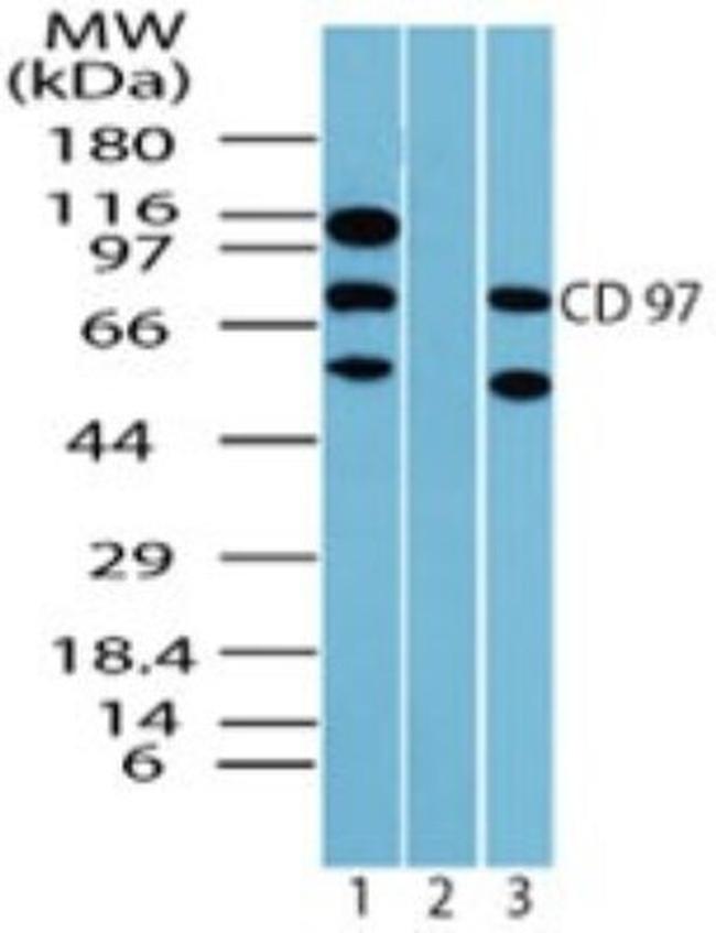 CD97 Antibody in Western Blot (WB)