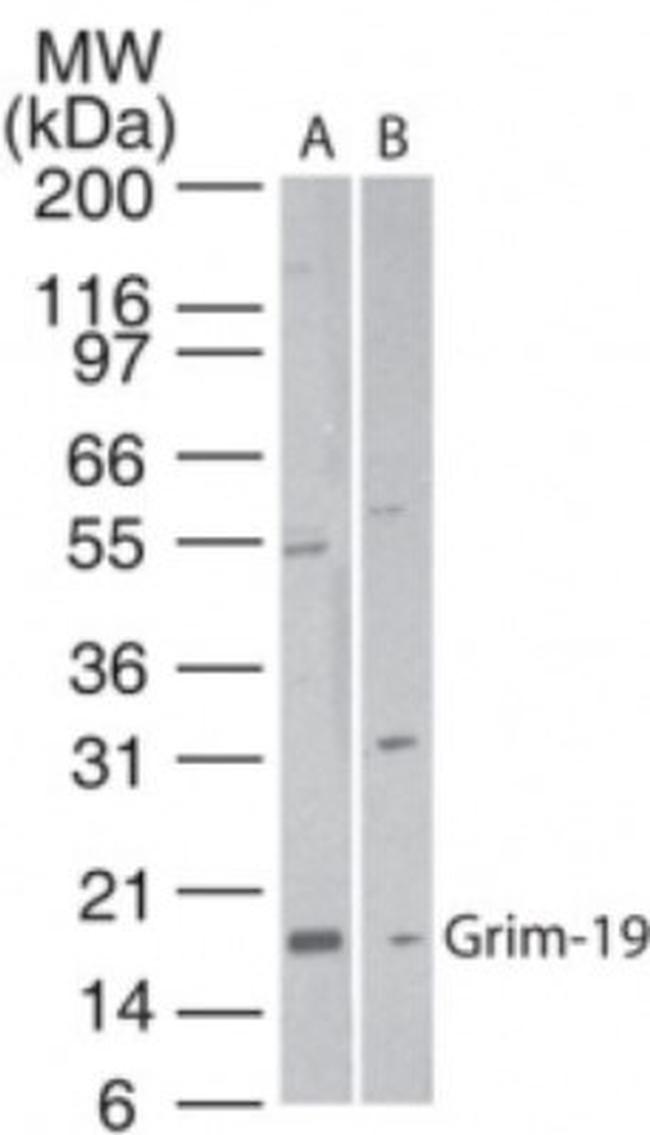 NDUFA13 Antibody in Western Blot (WB)