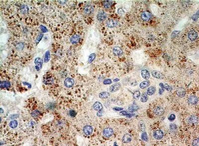 XPO4 Antibody in Immunohistochemistry (Paraffin) (IHC (P))