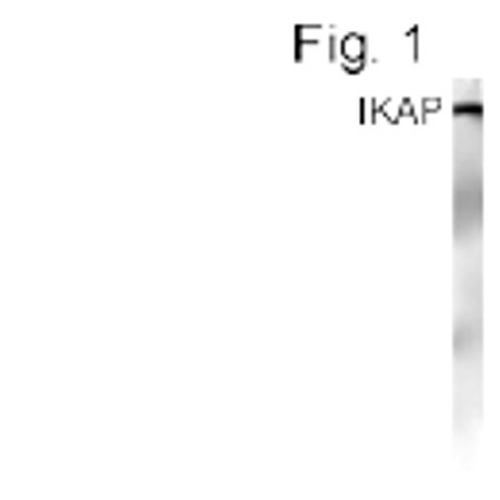 IKAP Antibody in Western Blot (WB)